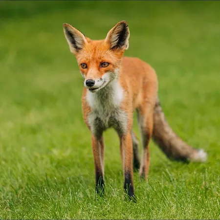Am Mueritz-nationalpark Hotel Waren (Mueritz)
