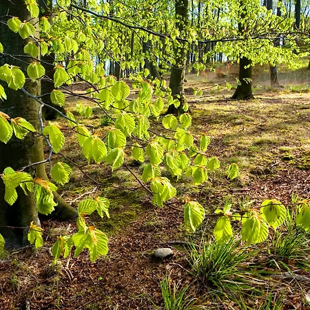 Am Müritz-nationalpark 3*