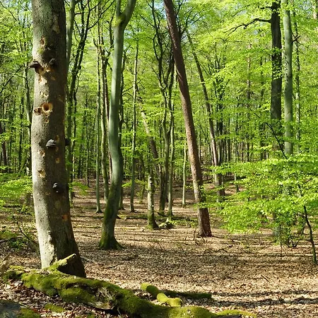 Am Müritz-nationalpark