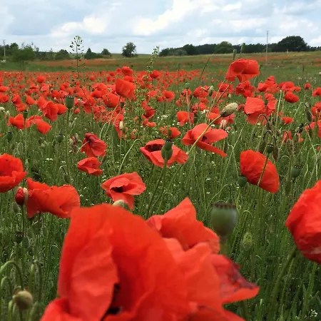 Am Mueritz-nationalpark 3* Waren (Mueritz)